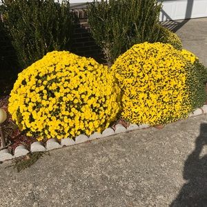 Meet your Posher, Ngoc